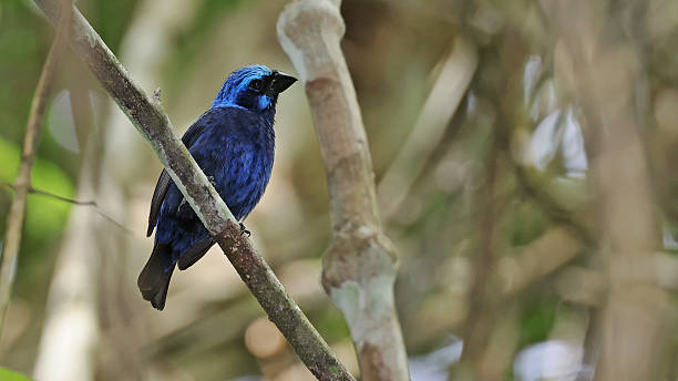 istock Blue bunting (Cyanocompsa parellina) perched on a twig, Guatemala 2254640171