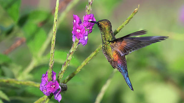 istock Blue-tailed hummingbird(Saucerottia cyanura), bird of Guatemala 2254640179