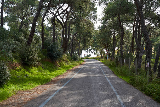 Road Between The Trees In The Forest