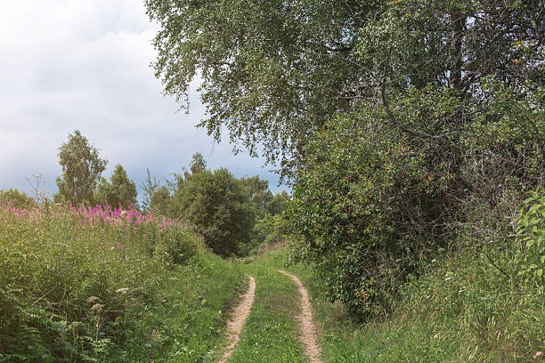 istock Forest dirt path surrounded by tall grass, wildflowers and lush summer greenery under a cloudy sky, creating a calm natural landscape and peaceful rural atmosphere 2254645195