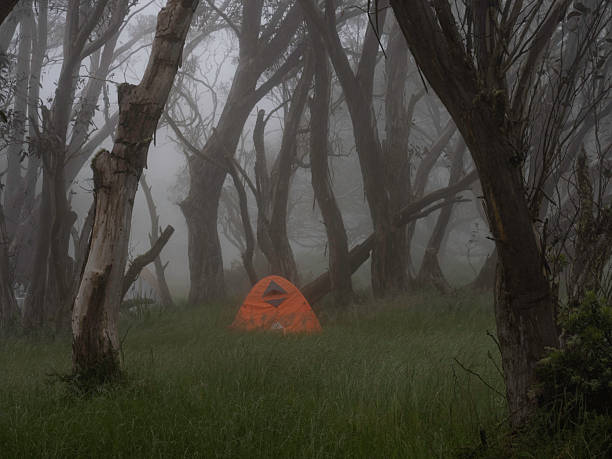 Colourful tents between snow gums on a foggy day, JB Plain, Hotham