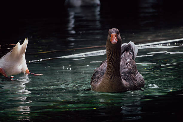 A detailed shot of a brown goose gliding through dark water, creating soft ripples, with a blurred natural background.