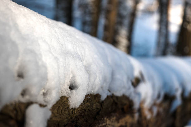 A tree trunk in the forest covered with a layer of snow.