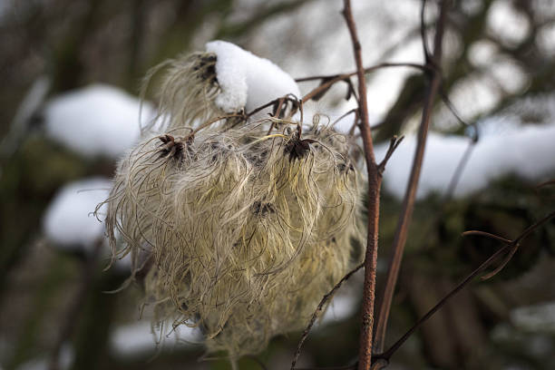 Clematis seeds in winter. Frosty day.