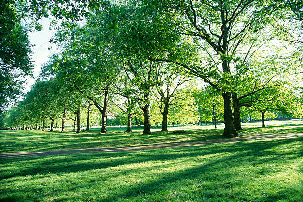 Sunny park