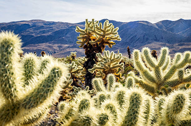 istock Plush Cholla Cactus Field Close Up View 2254647649