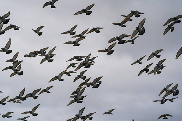 Flock of pigeons flying in sky.