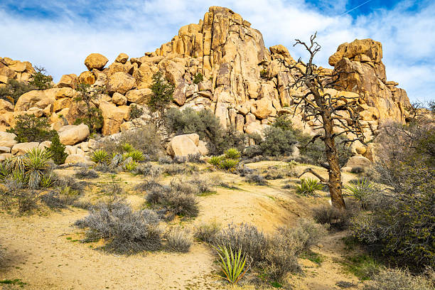 Rocky desert trail winds through sunlit boulder formations in the Hidden Valley area of Joshua Tree National Park California
