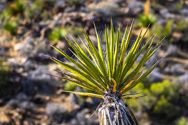 Close up view of a Joshua Tree plant growing in the Joshua Tree National Park desert of California