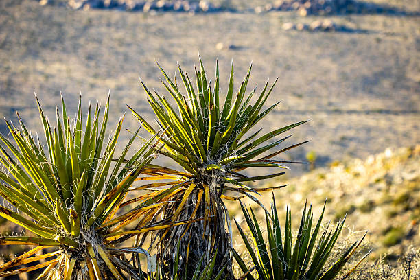 Joshua trees glow in golden sunset light along Ryan Mountain Trail in Joshua Tree National Park California