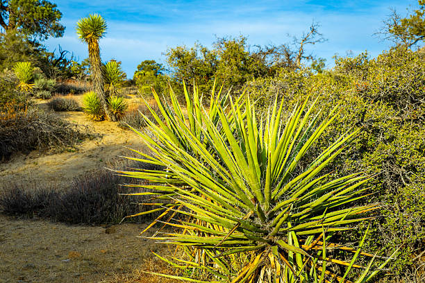 Joshua trees line the Panorama Loop Trail within Joshua Tree National Park desert California