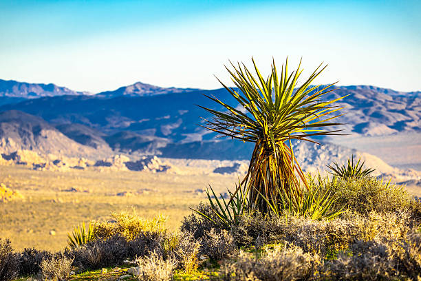 Joshua trees glow in golden sunset light along Ryan Mountain Trail in Joshua Tree National Park California
