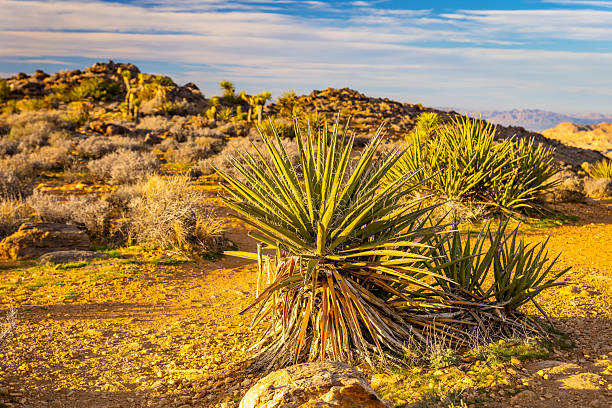 Joshua trees glow in golden sunset light along Ryan Mountain Trail in Joshua Tree National Park California