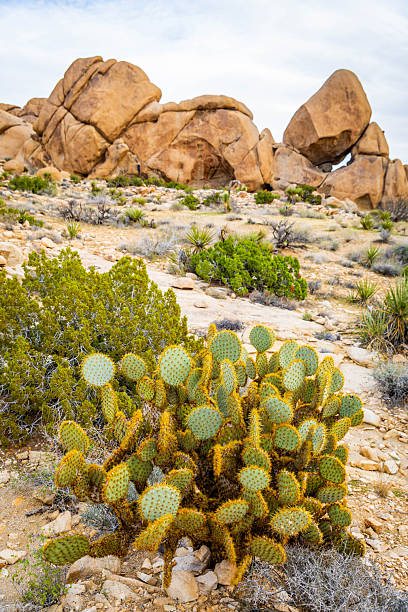 istock Beavertail cactus at sunset Joshua Tree National Park 2254650588
