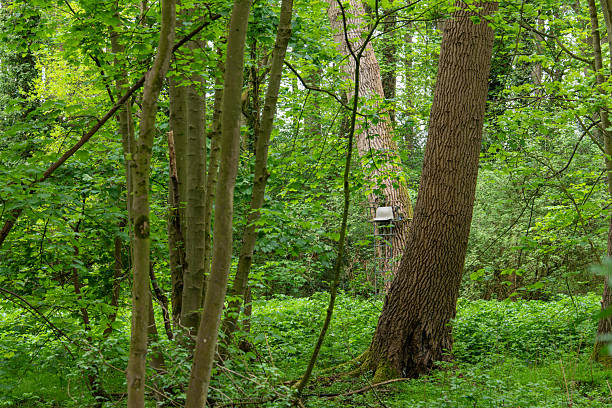 A deer high seat for safer and easier deer control through shooting, to protect the natural regeneration processes of woodlands and the biodiversity, which would be lost due to excessive browsing.