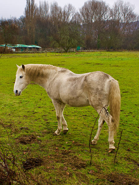 A wild horse in Delta del Llobregat