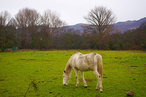 A white horse in a meadow.