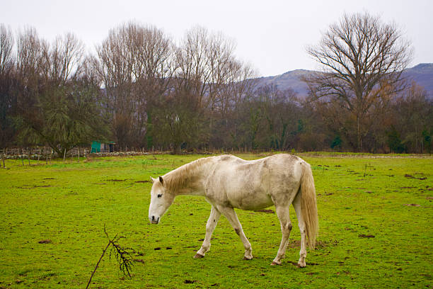 Horse grazing in a pasture