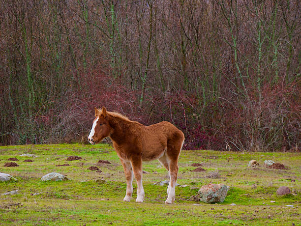 foal running
