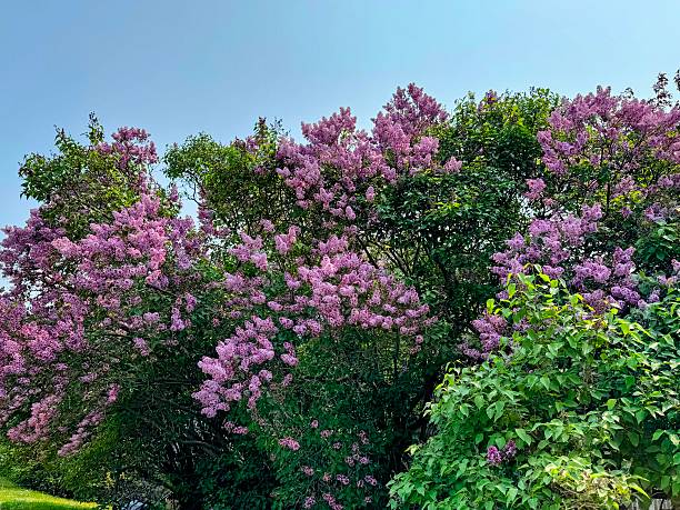istock Lush Purple Lilac Bushes Under Clear Blue Sky 2254653051