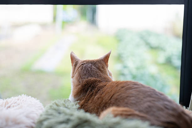 istock The back view of a cute cat looking out the window 2254654257
