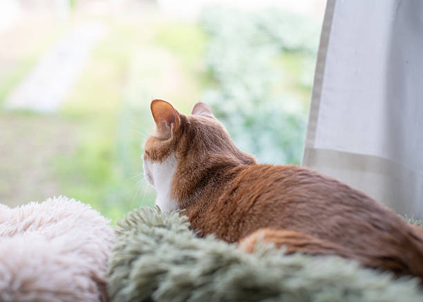 istock The back view of a cute cat looking out the window 2254654259