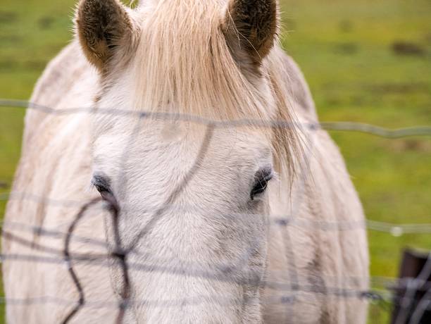 A white horse in the stable