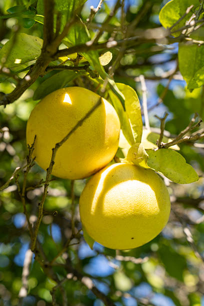 istock Sustainable Farming: Ripe organic citrus fruits on a tree branch 2254660606