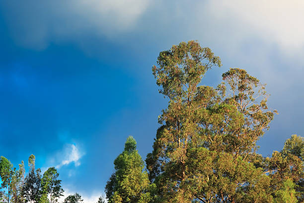 Natural landscape featuring tall green trees beneath a dramatic blue sky with clouds. Outdoor scenery with calm atmosphere, ideal for nature, environment, weather, and background concepts.