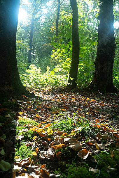 sun rays shining trough the tree's in a autumn forest with grass, bushes and leaves