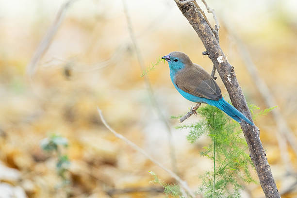 A vibrant green bird with a blue throat and red eyes perches gracefully on a thin branch against a blurred green background. Its long tail feathers and delicate pose add to the serene, tropical setting.