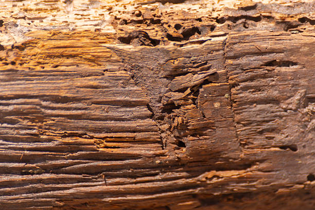 A piece of wood with many holes in it. The holes are likely made by insects, such as termites or ants. The wood appears to be old and weathered, with a rough texture