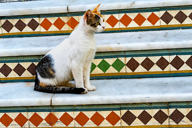 White and black cat sitting on colorful stairs