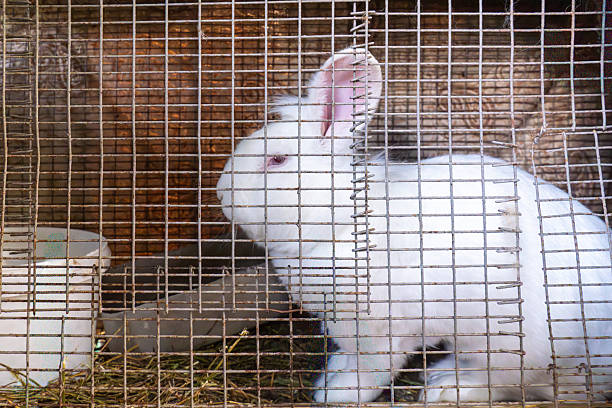 A horizontal shot of a white rabbit sitting inside a metal wire cage on a traditional farm. This image represents small-scale animal husbandry, livestock farming, and the daily routine of raising rabbits in a rural environment.