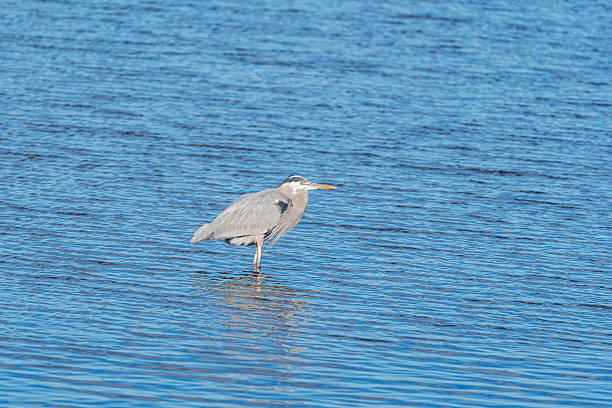 A great blue heron stands in the water, looking around the wetlands.