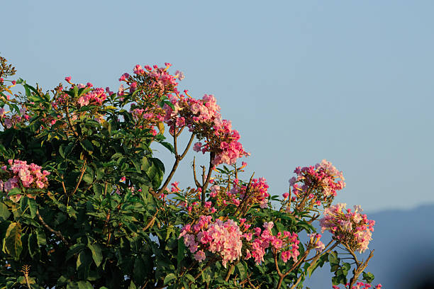 Pink blossoms blooming on a leafy tree canopy under a clear blue sky. Natural floral scene with gentle light, calm mood, and copy space for design and editorial use.