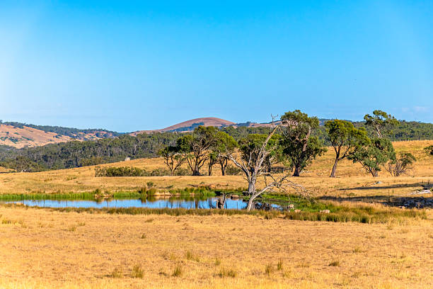 istock Dry Summer Countryside in the Southern Tablelands 2254672993