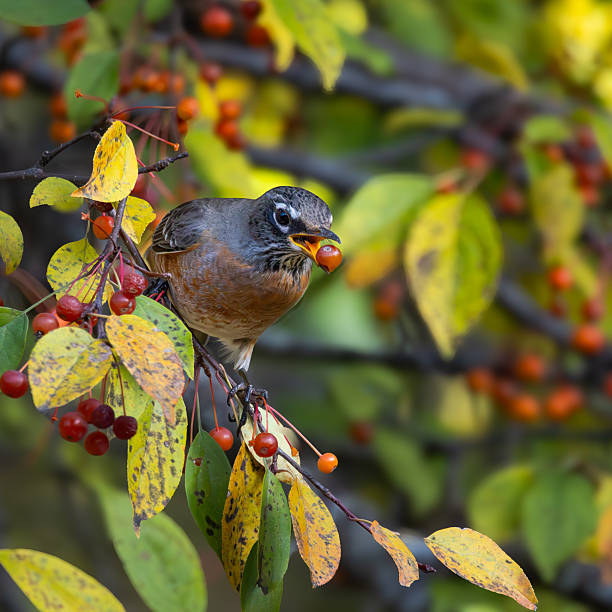 An American robin perches among berry-laden branches in autumn, feeding on ripe fruit as fall foliage surrounds the bird. The image captures seasonal wildlife behavior in a natural woodland setting.
