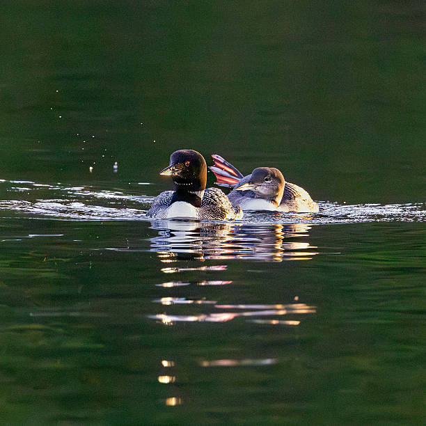 Loon on lake