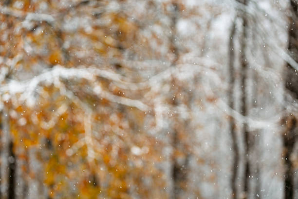Winter Scene Snowfall on the Blurred Background