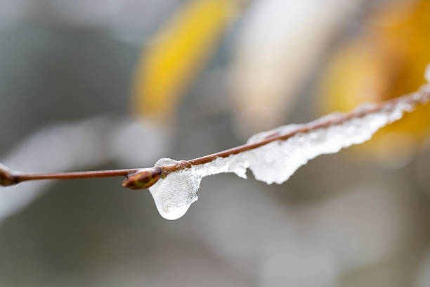Winter branch covered with snow