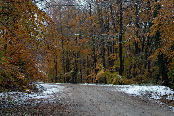 winter season forest road scenery