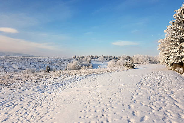 A lonely birch tree against the background of a winter field and the pale sun before a snow storm.