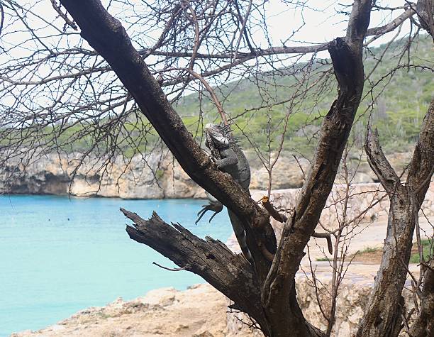 Iguana climbing tree at beach