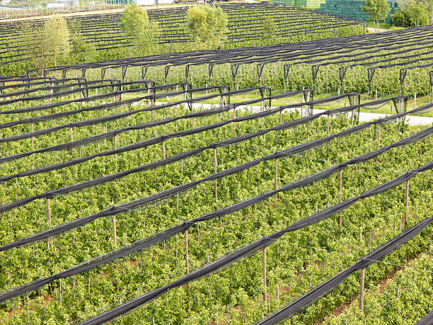 Aerial view of a orchard with protective netting - drone point of view