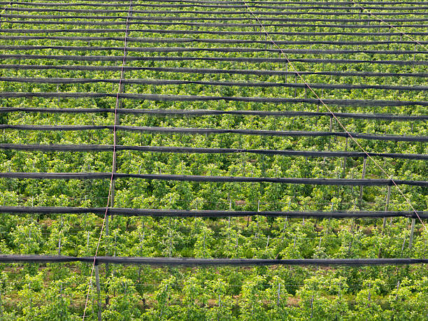Aerial view of a orchard with rows of apple trees under protective netting
