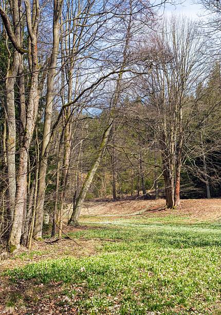 spring meadow with white flowering spring snowflakes flowers in latin leucojum vernum