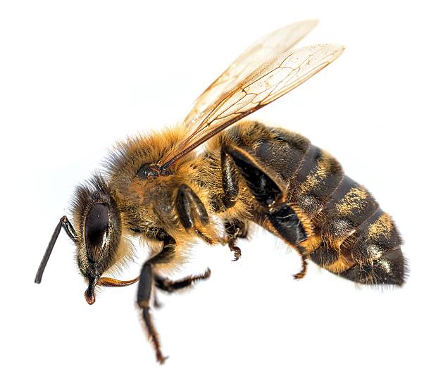 istock bee or honeybee Apis Mellifera isolated on white 2254684673