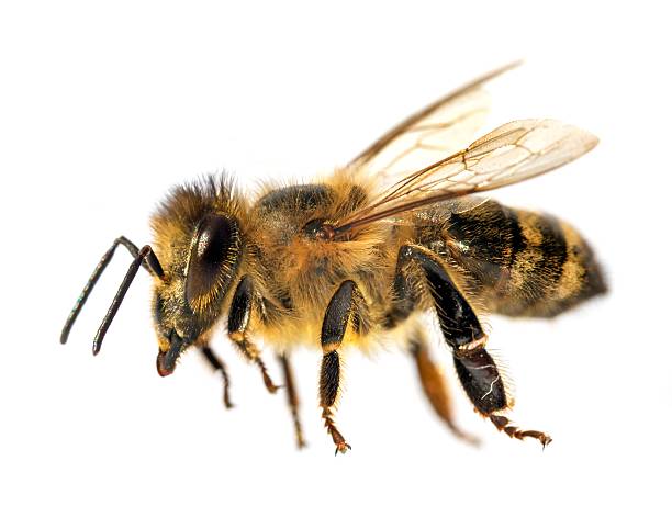 istock bee or honeybee Apis Mellifera isolated on white 2254684717