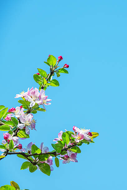 istock Blossoming crabapple branches against a sunny blue sky in springtime 2254686602